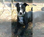 Small #3 Basenji-Labrador Retriever Mix
