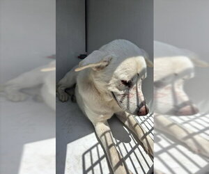 Labrador Retriever Dogs for adoption in Houston, TX, USA