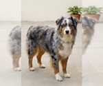 Small #2 Australian Shepherd Mix