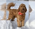 Small Photo #29 Goldendoodle-Poodle (Standard) Mix Puppy For Sale in DETROIT, MI, USA