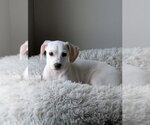 Small Chihuahua