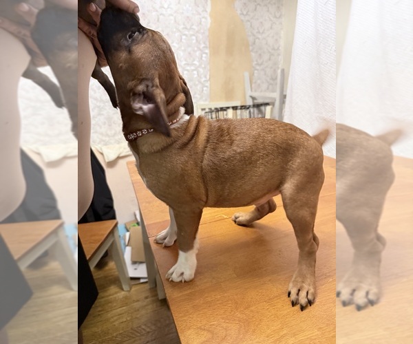 Medium Photo #5 Miniature Bull Terrier Puppy For Sale in ABINGTON, PA, USA