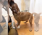 Small #4 Miniature Bull Terrier