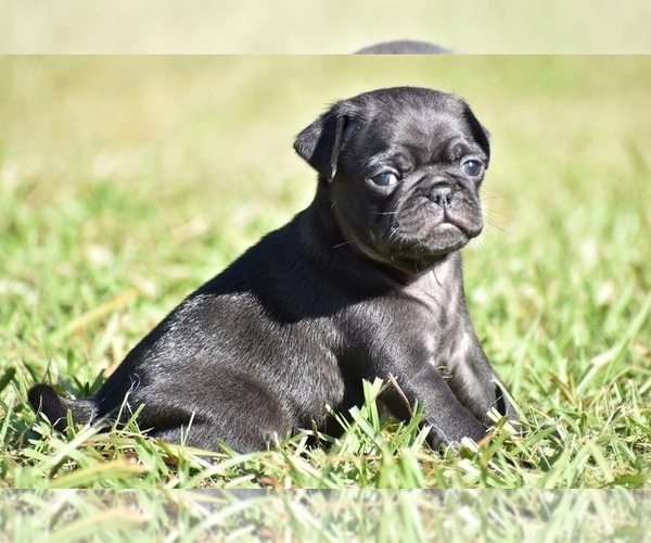 Medium Photo #3 Pug Puppy For Sale in PALM COAST, FL, USA