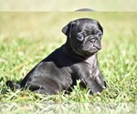 Small #2 Pug