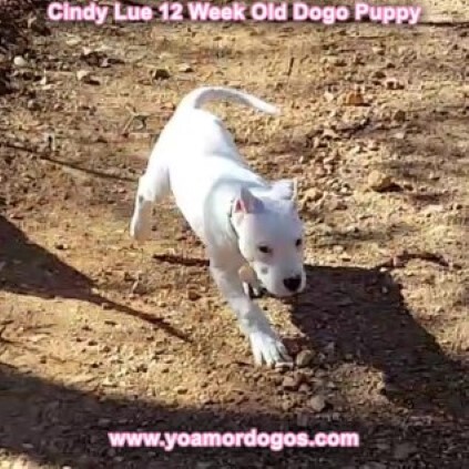 Medium Photo #164 Dogo Argentino Puppy For Sale in PINEVILLE, MO, USA