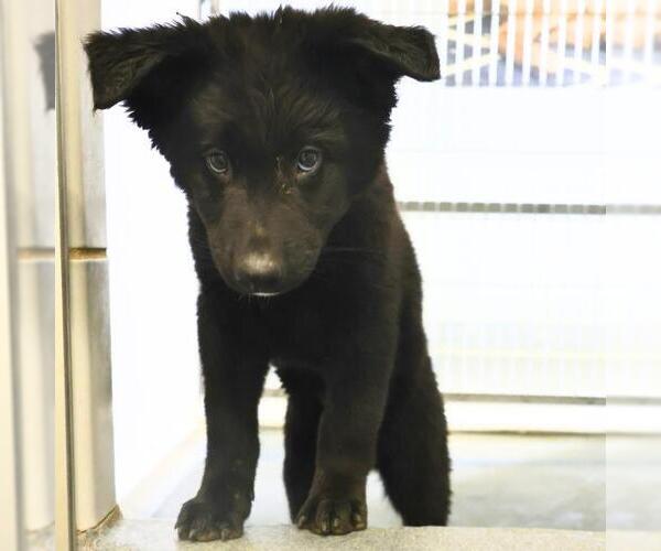 Medium Photo #2 Chow Chow-Unknown Mix Puppy For Sale in San Antonio, TX, USA