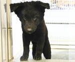 Small Photo #2 Chow Chow-Unknown Mix Puppy For Sale in San Antonio, TX, USA