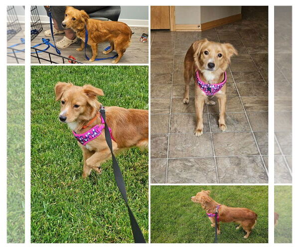 Medium Photo #2 Golden Retriever-Unknown Mix Puppy For Sale in Plainfield, IL, USA