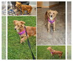 Small #1 Golden Retriever Mix