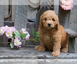 Small Photo #1 Goldendoodle (Miniature) Puppy For Sale in FREDERICKSBG, OH, USA