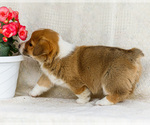 Small Photo #21 Pembroke Welsh Corgi Puppy For Sale in WAKARUSA, IN, USA