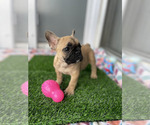 Small Photo #4 French Bulldog Puppy For Sale in KISSIMMEE, FL, USA
