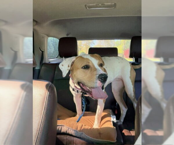 Medium Photo #2 American Pit Bull Terrier Puppy For Sale in Derwood, MD, USA