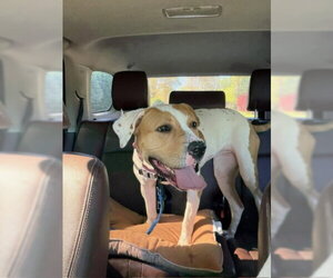 VIOLET - Female American Pit Bull Terrier Dog for Adoption - Photo #2