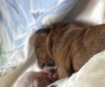 Small Photo #18 Olde English Bulldogge Puppy For Sale in ALDEN, MN, USA