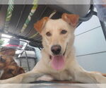 Small #5 Labrador Retriever Mix