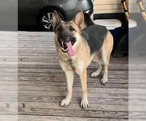 German Shepherd Dog Dogs for adoption in San Antonio, TX, USA
