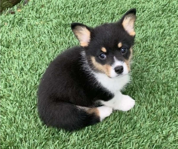 Medium Photo #6 Pembroke Welsh Corgi Puppy For Sale in BURLESON, TX, USA