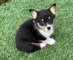 Small Photo #6 Pembroke Welsh Corgi Puppy For Sale in BURLESON, TX, USA