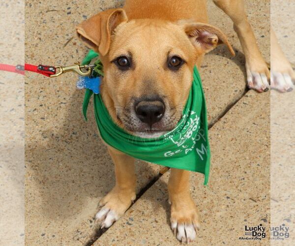 Medium Photo #4 Mutt Puppy For Sale in Washington, DC, USA