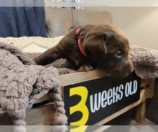 Medium Photo #15 Labrador Retriever Puppy For Sale in BONAIRE, GA, USA
