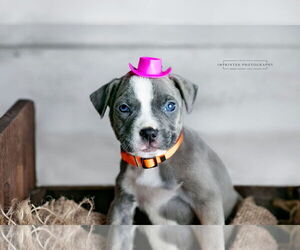 American Pit Bull Terrier Dogs for adoption in Rockville, MD, USA