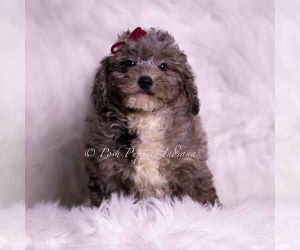 Medium Photo #70 Goldendoodle (Miniature) Puppy For Sale in WARSAW, IN, USA