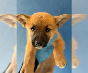 Mutt Dogs for adoption in Visalia, CA, USA