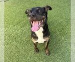 Small Photo #3 Mutt Puppy For Sale in Dana Point, CA, USA