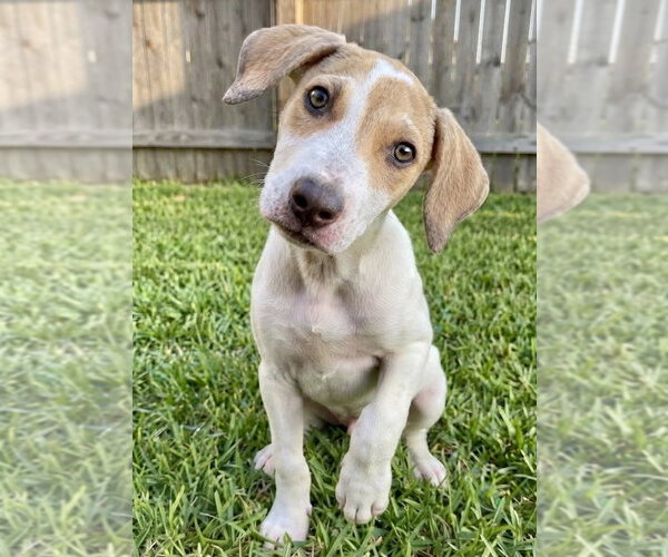 Medium Photo #3 Labrador Retriever-Unknown Mix Puppy For Sale in Grovertown, IN, USA