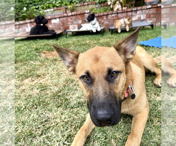 Medium Photo #7 Dutch Shepherd -Unknown Mix Puppy For Sale in San Juan Capistrano, CA, USA