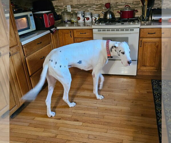 Medium Photo #9 Great Dane Puppy For Sale in Bullard, TX, USA