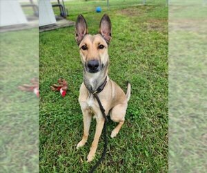Collie-Unknown Mix Dogs for adoption in Vero Beach, FL, USA