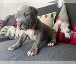 Small Photo #8 American Pit Bull Terrier Puppy For Sale in PALM BCH GDNS, FL, USA