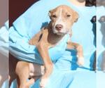 Small American Staffordshire Terrier Mix