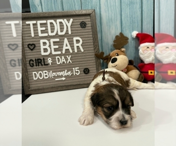 Medium Photo #5 Zuchon Puppy For Sale in NEW YORK MILLS, MN, USA