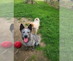 Small Photo #1 Australian Cattle Dog Puppy For Sale in CHARLOTTE, MI, USA