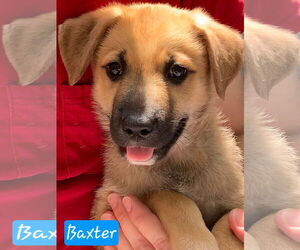 German Shepherd Dog-Unknown Mix Dogs for adoption in Alexander, AR, USA
