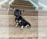 Small #1 French Bulldog
