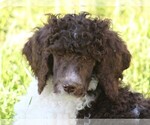 Small Photo #9 Poodle (Standard) Puppy For Sale in LINDEN, TN, USA