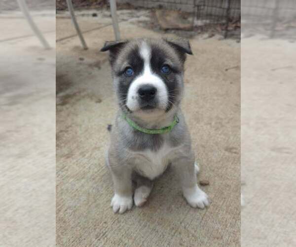 Medium Photo #2 Siberian Husky-Unknown Mix Puppy For Sale in Raleigh, NC, USA