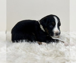 Small #3 Aussiedoodle Miniature -Miniature Bernedoodle Mix