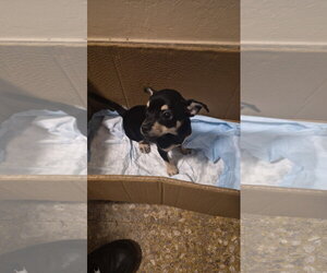 Chipin Dogs for adoption in Virginia Beach, VA, USA