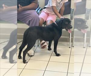 Labrador Retriever Dogs for adoption in Derwood, MD, USA