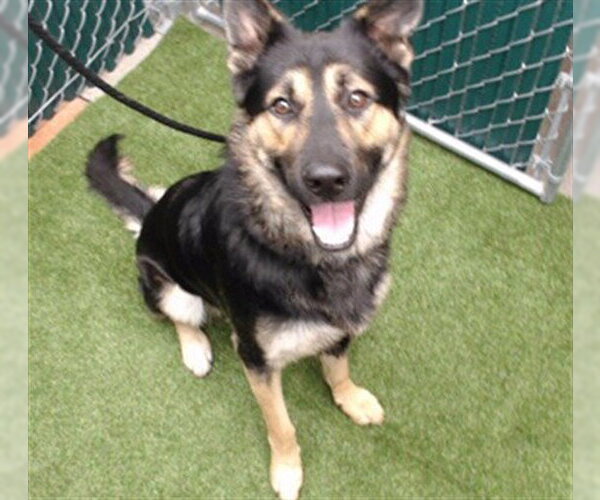 Medium Photo #1 German Shepherd Dog-Unknown Mix Puppy For Sale in Downey, CA, USA