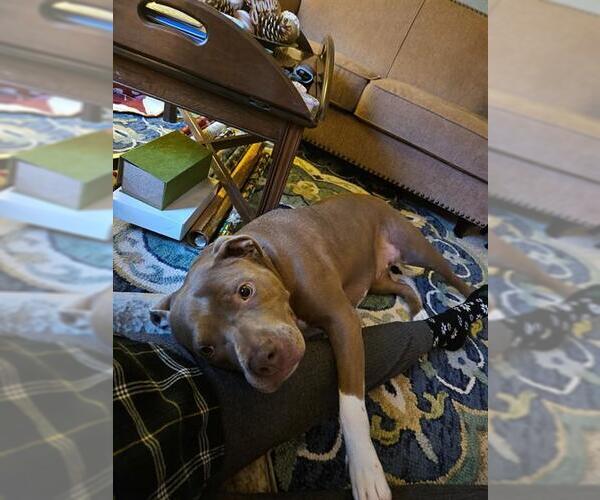 Medium Photo #1 Mutt Puppy For Sale in Louisville, KY, USA