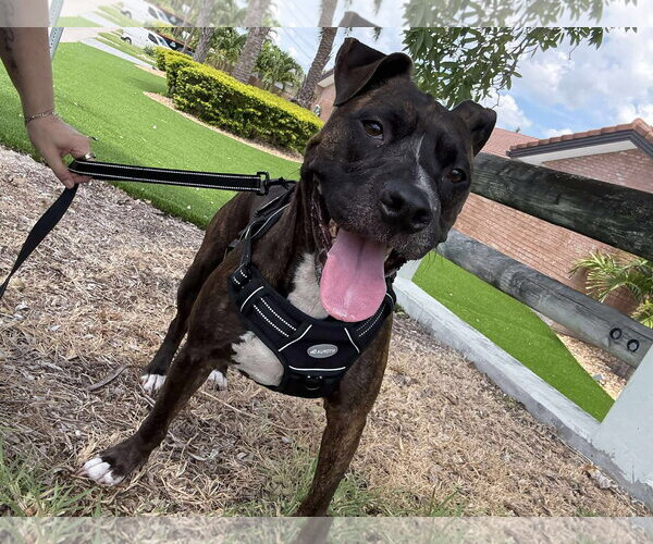 Medium Photo #12 Mutt Puppy For Sale in Pompano Beach , FL, USA