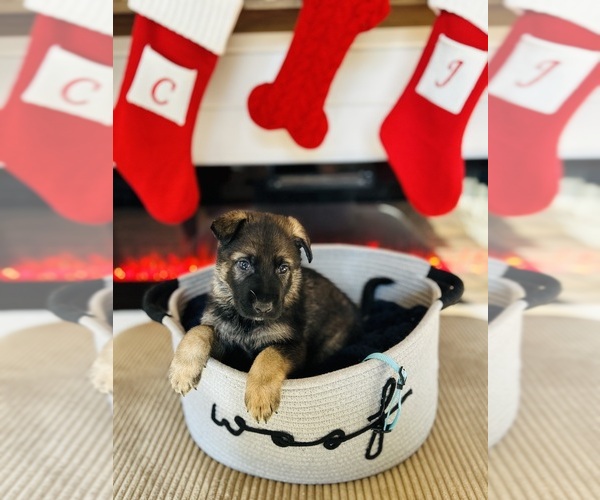 Medium Photo #1 German Shepherd Dog Puppy For Sale in WAYNESBORO, PA, USA