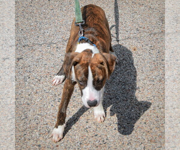 Medium Photo #5 Boxer-Dutch Shepherd  Mix Puppy For Sale in Huntley, IL, USA